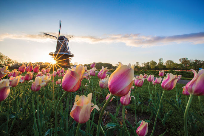 Destinations Famous for Their Blooms

windmill island gardens, holland mi, flower tourism, spring tourism, spring travel, tulips