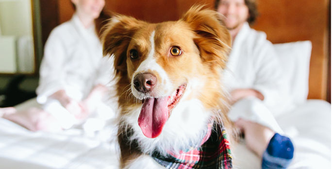 Dog staying at Omni Barton Creek Resort & Spa, Austin, Texas. Dog staying at Omni Barton Creek Resort & Spa, Austin, Texas.
