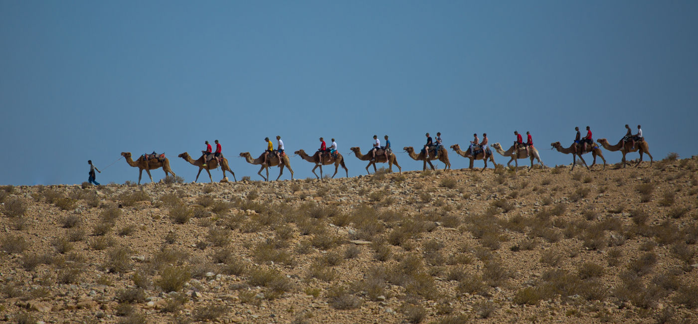 Image: Camels in Negev (Photo Credit: Dafna Tal/Israel Ministry of Tourism)