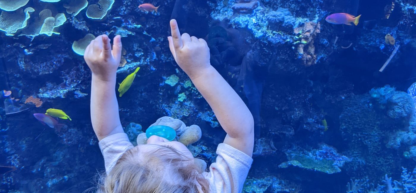 Image: Looking at the fish (Photo via Lauren Bowman)