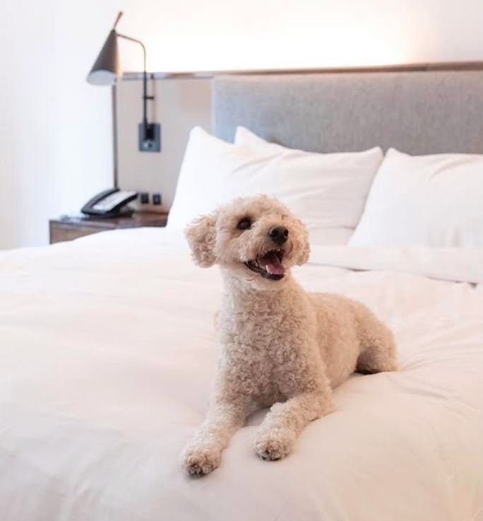 Hotels Roll Out Pampered Pet Packages for National Dog Month