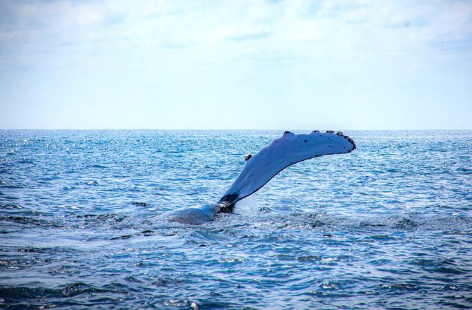 Grey whale exploration in Sea of Cortez Grey whale exploration in Sea of Cortez