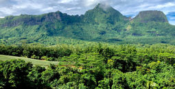PHOTO: Enjoy Moorea, pineapple plantation