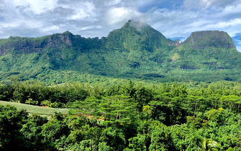 PHOTO: Enjoy Moorea, pineapple plantation