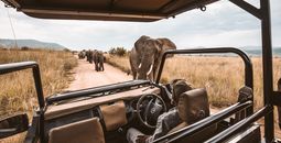 Game drive in Africa.