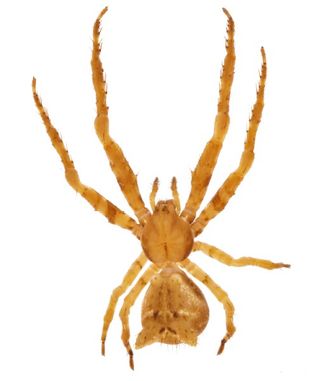 Sidymella ayahuma