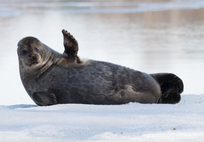 A Saimaa ringed seal says hello.