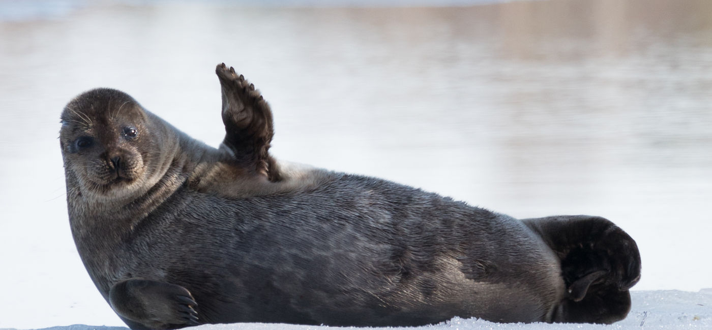Image: Un phoque annelé de Saimaa fait coucou — ne lui répondez pas (Photo Credit: Visit Saimaa/The Nordics)