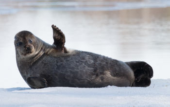 A Saimaa ringed seal says hello.
