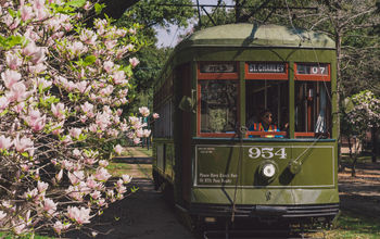 St. Charles Streetcar by Paul Broussard for New Orleans & Company