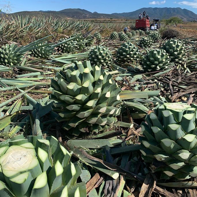 The Mezcal Journey offers tours of distilleries, agave fields and markets in Oaxaca Mexico