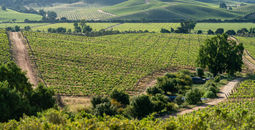 Rolling vineyards in Casablanca Valley, Chile.