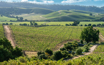 Rolling vineyards in Casablanca Valley, Chile.