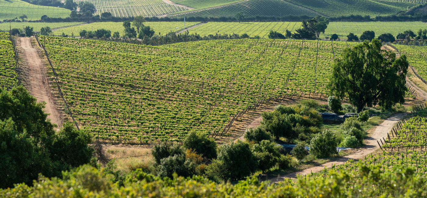 Image: Rolling vineyards in Casablanca Valley, Chile. (Photo Credit: Adobe Stock/abriendomundo)