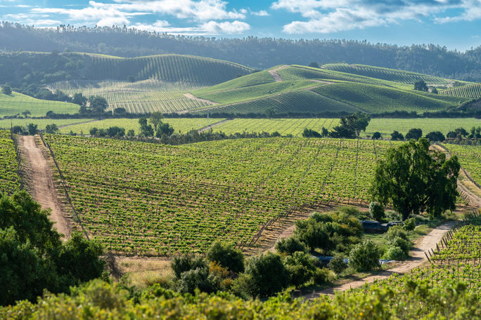 Rolling vineyards in Casablanca Valley, Chile. Rolling vineyards in Casablanca Valley, Chile.