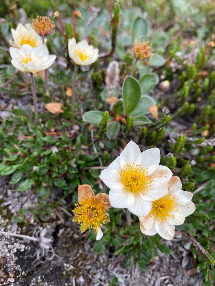 Mountain avens were still blooming in mid-August in East Greenland Mountain avens were still blooming in mid-August in East Greenland