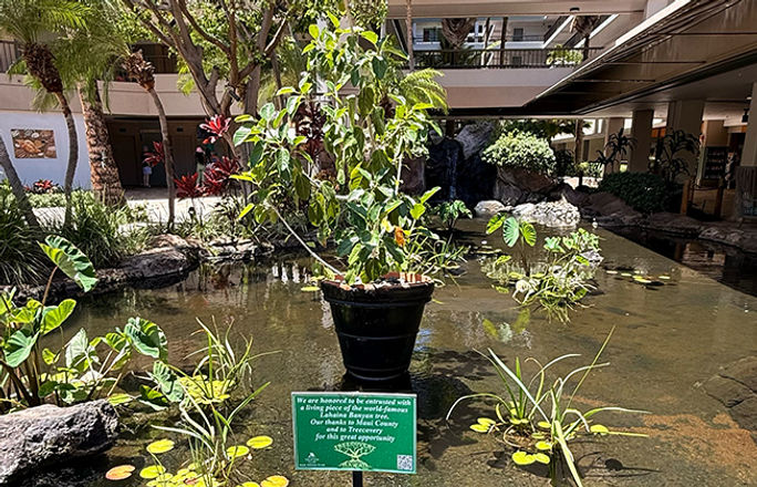 Lahaina Banyan Tree im Marriott Ocean Club Maui
