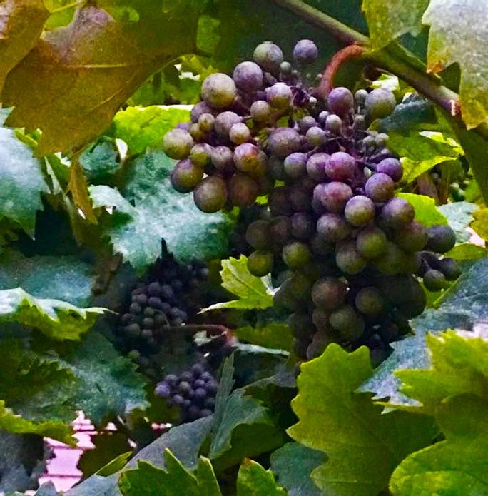Grapes ripening for the wine harvest Grapes ripening for the wine harvest