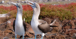 Mating Dance of the Blue Footed Boobie on the North Seymour Island, Galapagos