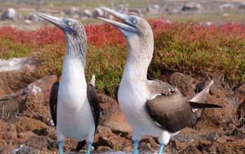 Mating Dance of the Blue Footed Boobie on the North Seymour Island, Galapagos