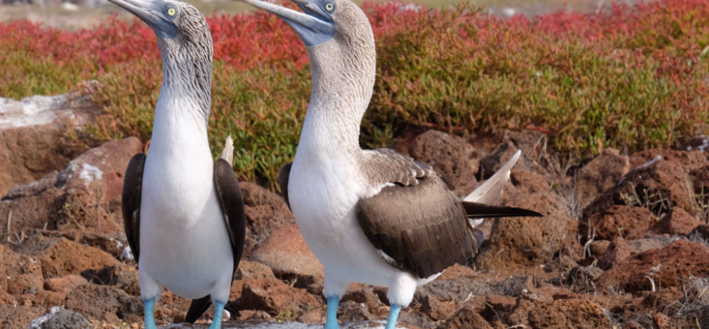 Image: PHOTO: Mating Dance of the Blue Footed Boobie on the North Seymour Island, Galapagos. (Photo via Mia Taylor)
