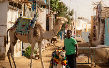 Boy tending to camels in Esna, Egypt.