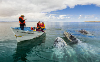 Guerrero Negro