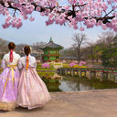 Cherry blossoms at Gyeongbokgung Palace in Seoul, South Korea.