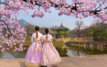 Cherry blossoms at Gyeongbokgung Palace in Seoul, South Korea.
