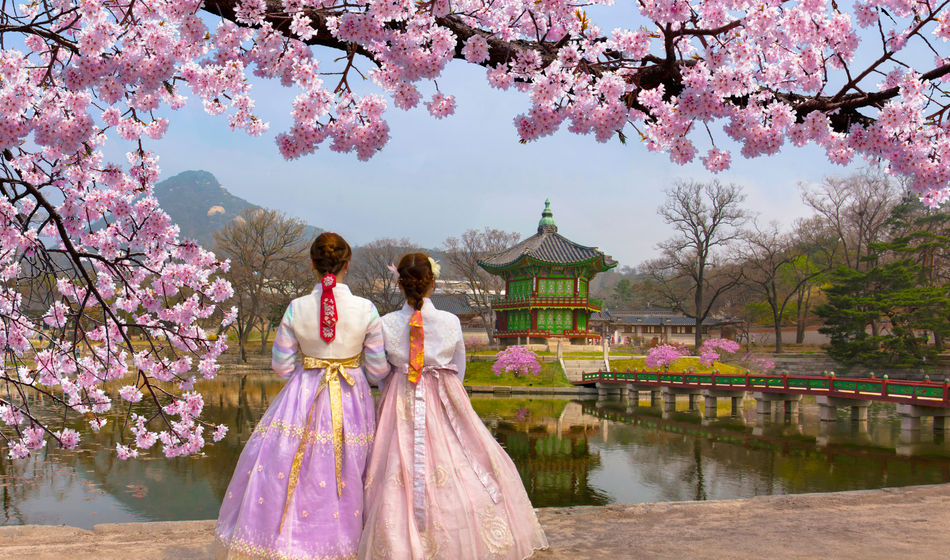 Cherry blossoms at Gyeongbokgung Palace in Seoul, South Korea.