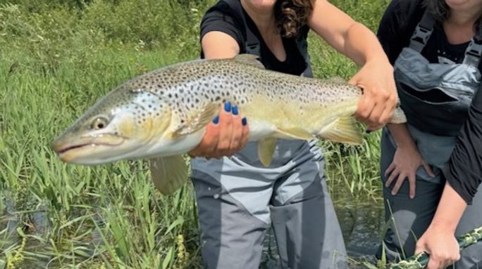 Trophy trout from the Bow Trophy trout from the Bow