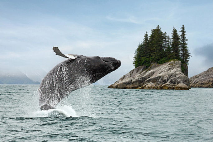 Alaska whale Alaska whale