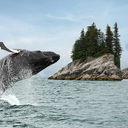 Alaska whale