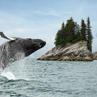 Alaska whale