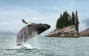 Alaska whale