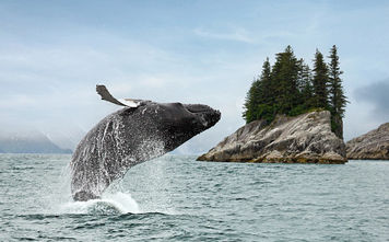Alaska whale