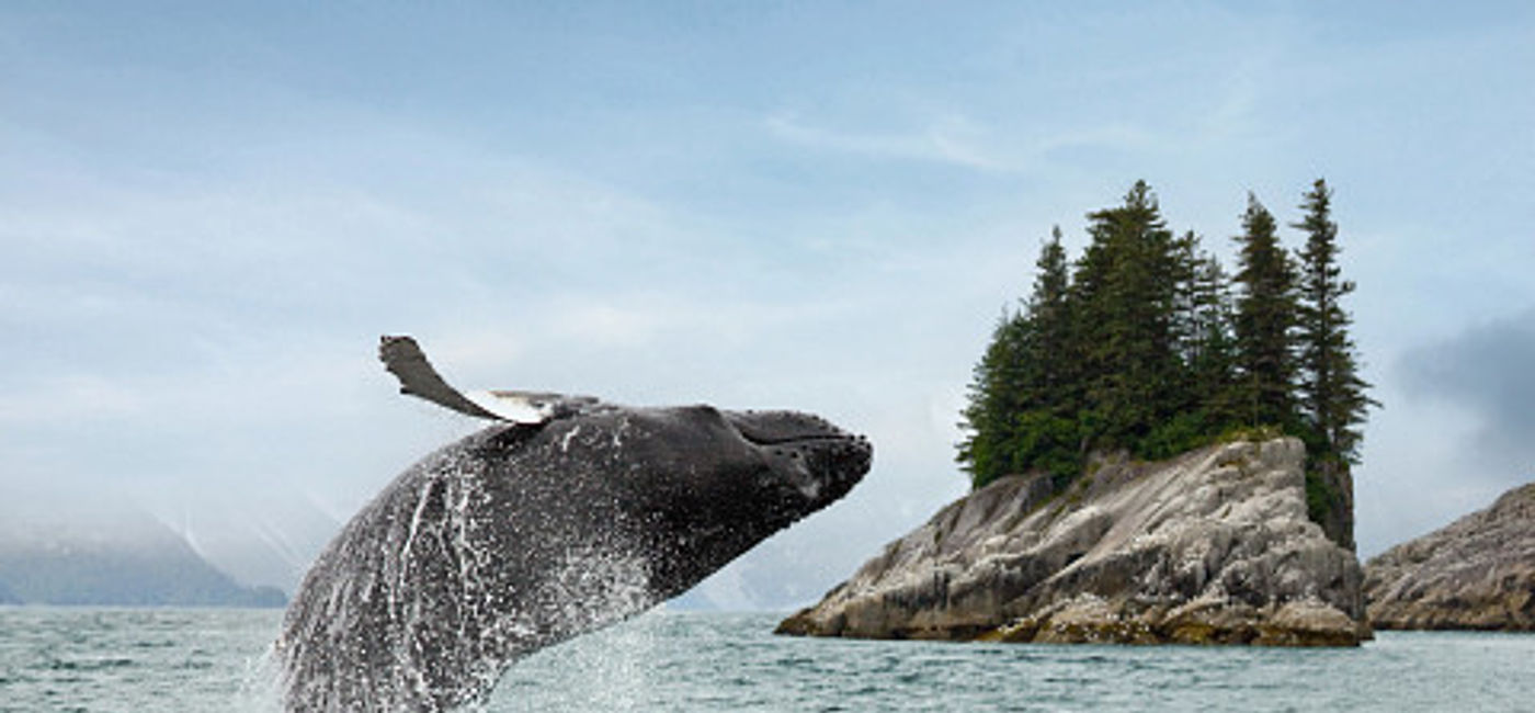 Image: The chance to see whales in the wild is a major attraction for HAL's Alaska cruises. (Photo Credit: Holland America Line)