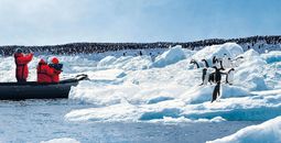 People taking pictures of penguins in Antarctica