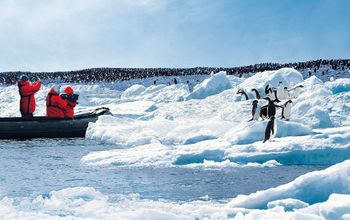 People taking pictures of penguins in Antarctica