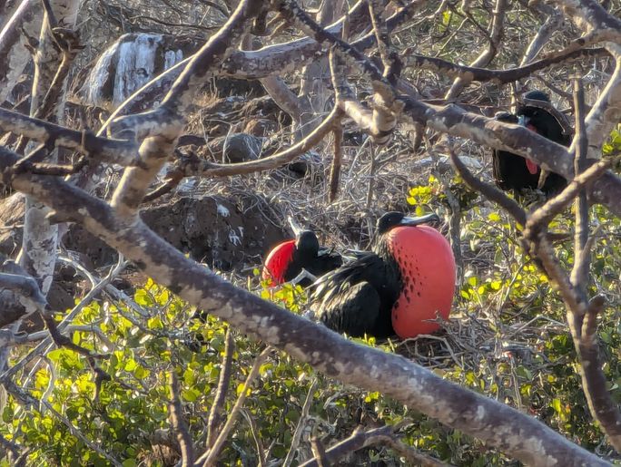 A male frigatebird shows off his inflated red neck pouch to females soaring overhead on North Seymour Island A male frigatebird shows off his inflated red neck pouch to females soaring overhead on North Seymour Island