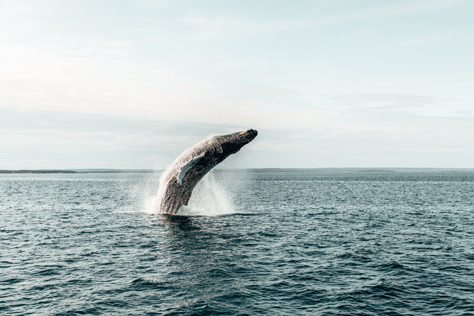 Whales in the Bay of Fundy