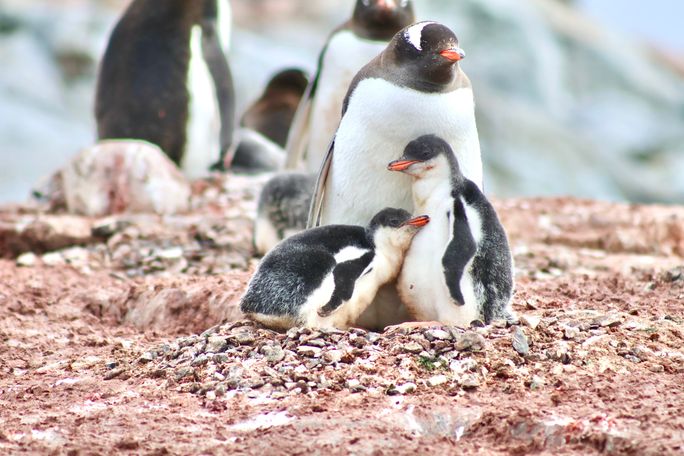 An adult Gentoo penguin with its chicks in Antarctica. An adult Gentoo penguin with its chicks in Antarctica.