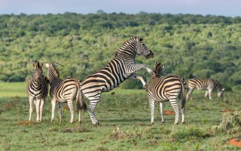 Zebra African Travel, Inc.