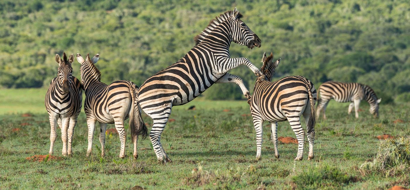 Image: Viewing zebra on an African Travel, Inc. safari. (Photo Credit: African Travel Inc.)
