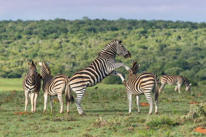 Zebra African Travel, Inc.