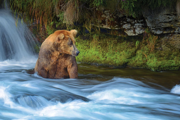 Bears in Alaska