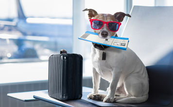 Dogs can fly