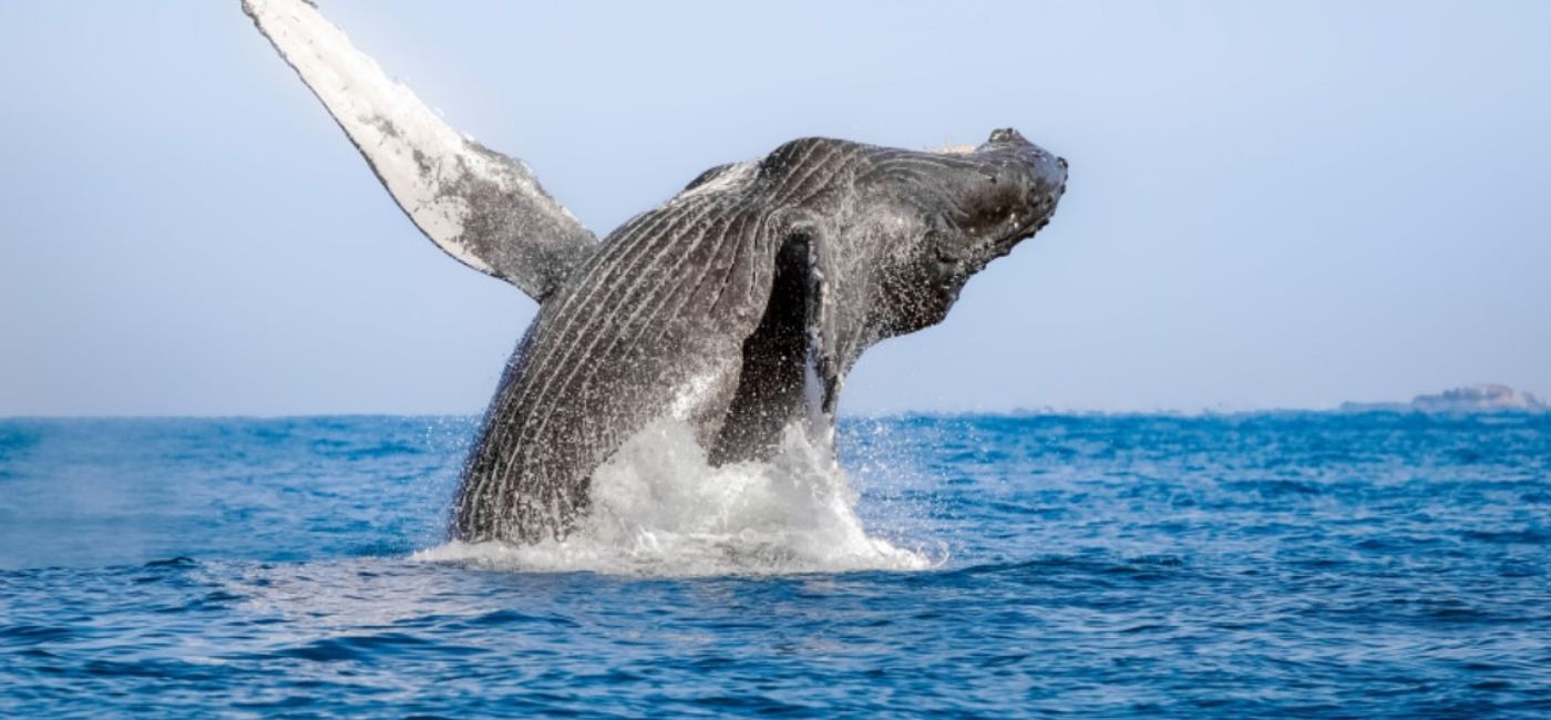 Image: Los Cabos Whale Sea Safari (Photo Credit: Los Cabos Tourism)