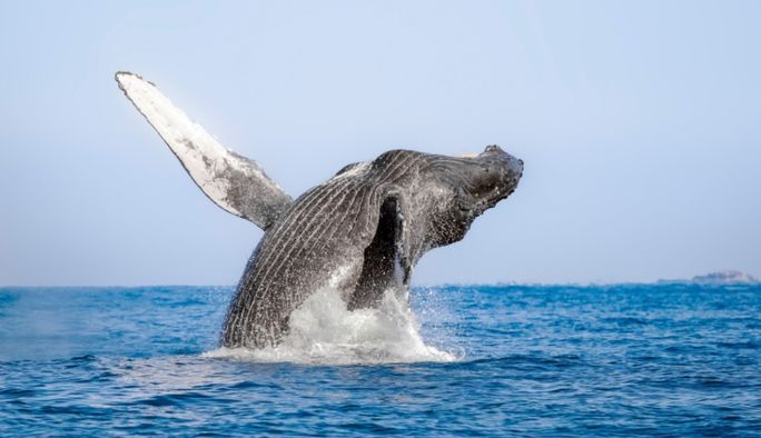 Los Cabos Whale Sea Safari Los Cabos Whale Sea Safari