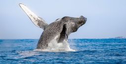 Los Cabos Whale Sea Safari